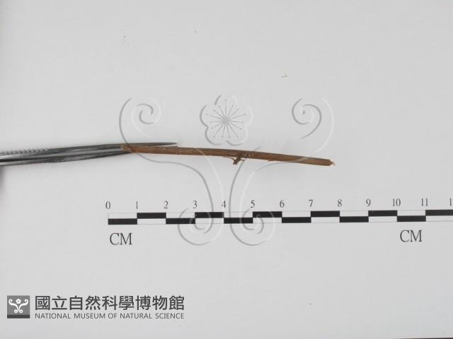 登錄號:F0019645藏品圖，第3張