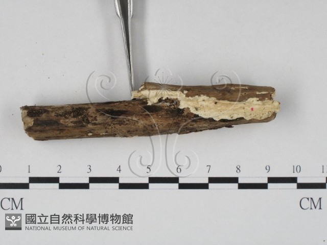齒耳菌屬藏品圖，第3張