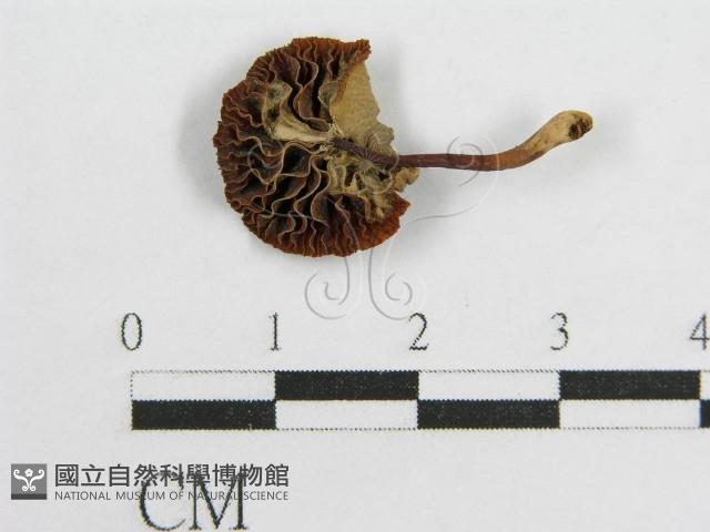 微皮傘屬藏品圖，第3張