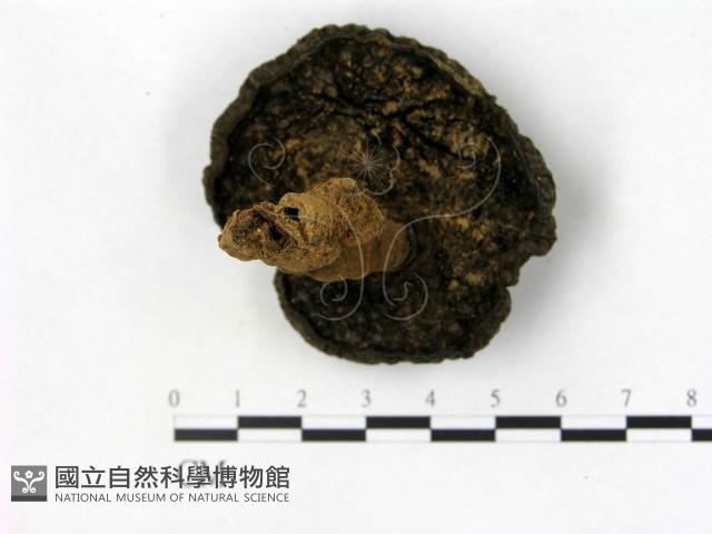 登錄號:F0008445藏品圖，第3張