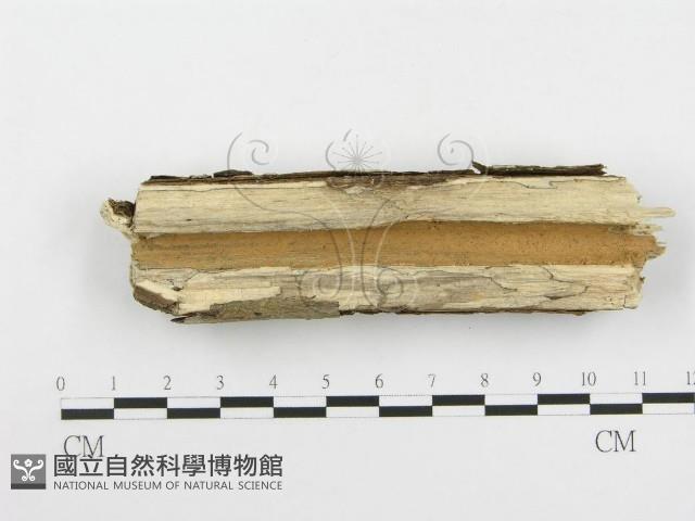 登錄號:F0020445藏品圖，第3張