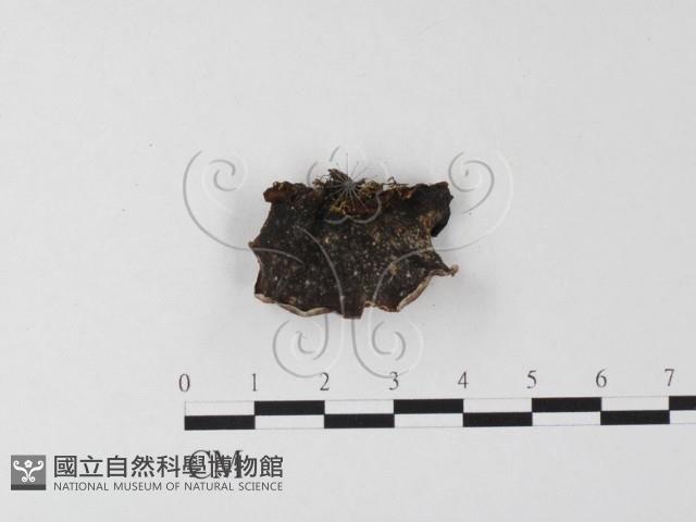 登錄號:F0000445藏品圖，第1張