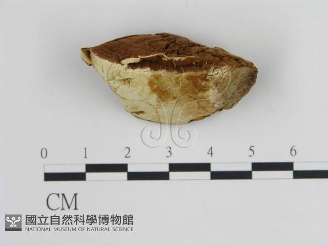 登錄號:F0006445藏品圖，第3張