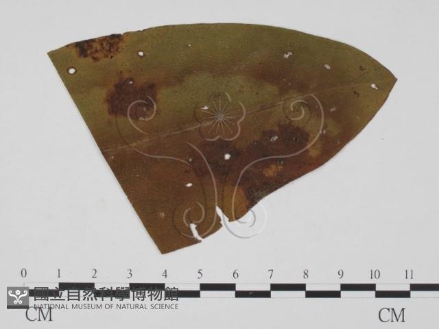 登錄號:F0011445藏品圖，第3張
