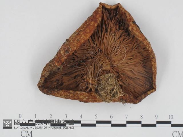 登錄號:F0024445藏品圖，第3張
