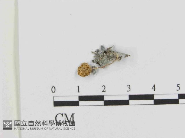 登錄號:F0014445藏品圖，第3張