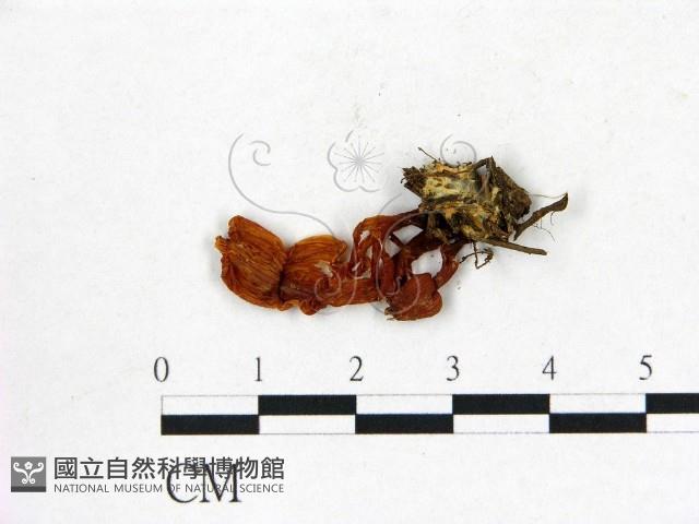 登錄號:F0012445藏品圖，第3張