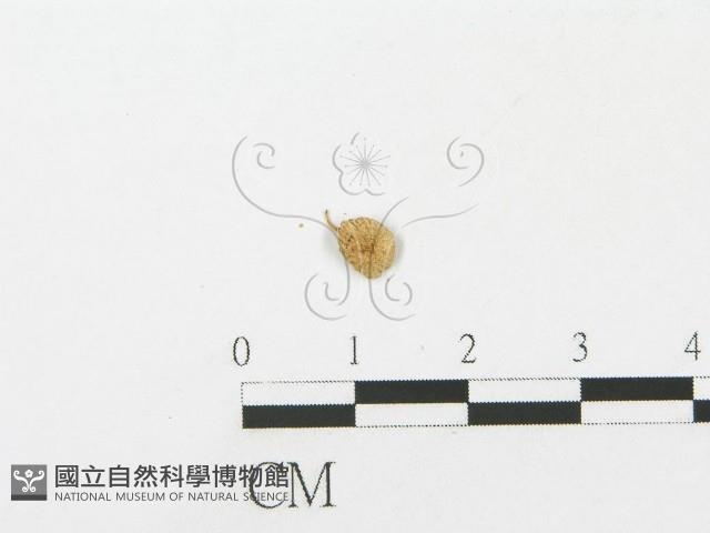 登錄號:F0005445藏品圖，第3張