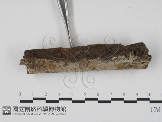 登錄號:F0015445藏品圖，第3張