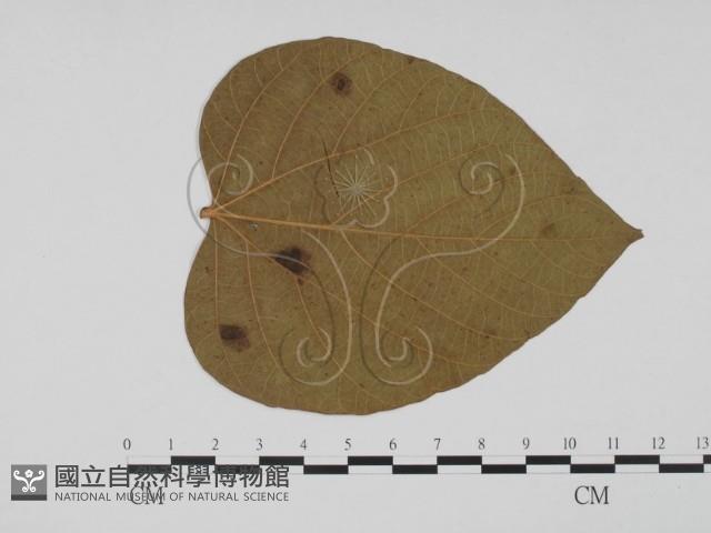 登錄號:F0019445藏品圖，第3張