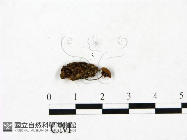 登錄號:F0023445藏品圖，第3張