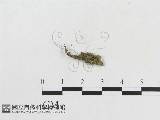 登錄號:F0003445藏品圖，第3張