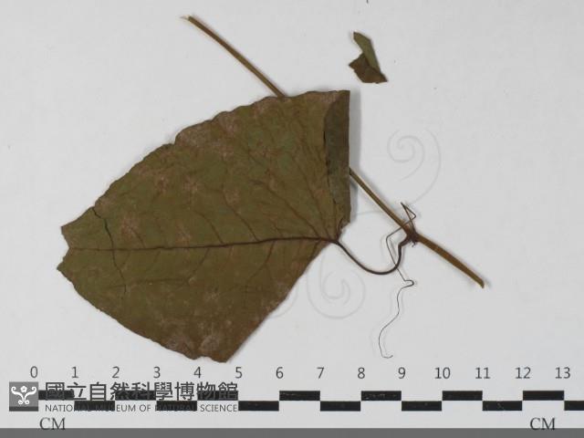 登錄號:F0033445藏品圖，第3張