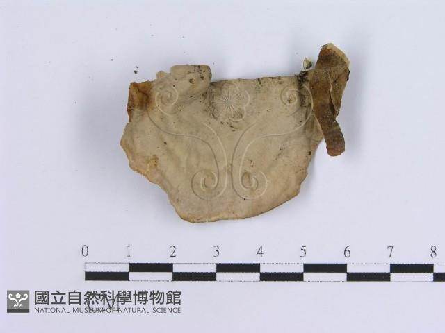 蠔韌革菌藏品圖，第3張