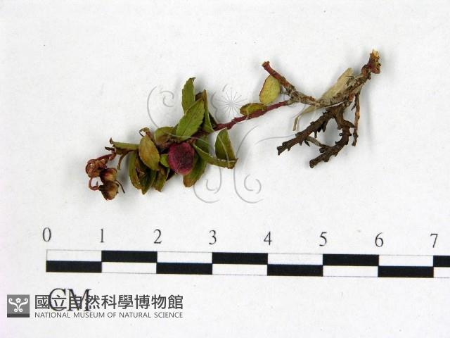 登錄號:F0020745藏品圖，第3張