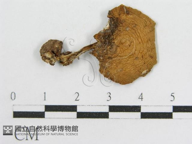 登錄號:F0010745藏品圖，第3張