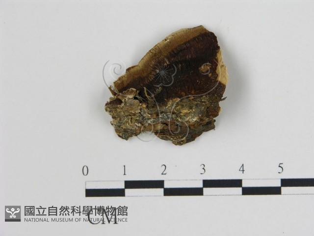 登錄號:F0006745藏品圖，第3張