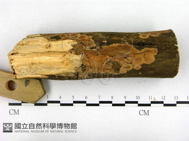 登錄號:F0021745藏品圖，第3張