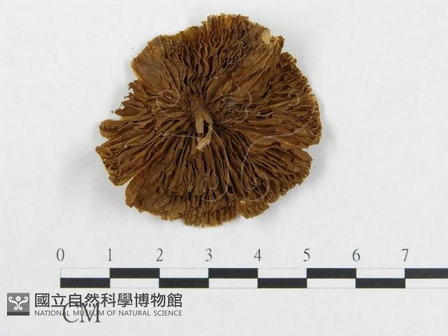 登錄號:F0001745藏品圖，第3張