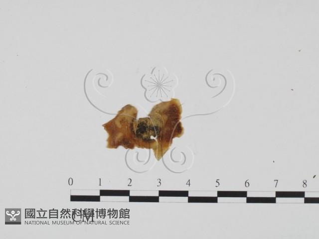 登錄號:F0011745藏品圖，第3張