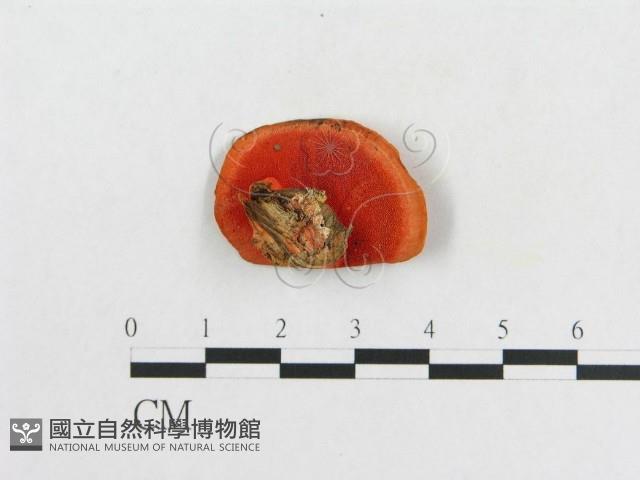 登錄號:F0004745藏品圖，第3張