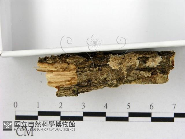 齒耳菌屬藏品圖，第3張