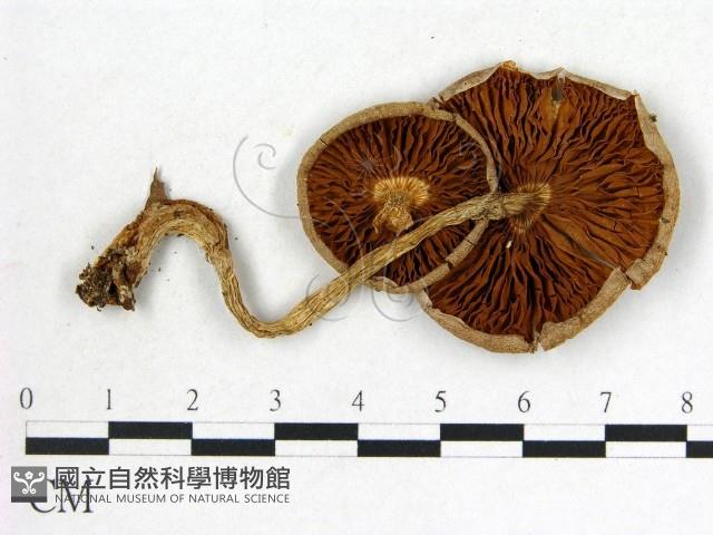 登錄號:F0012745藏品圖，第3張