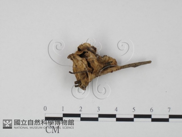 韌革菌屬藏品圖，第3張