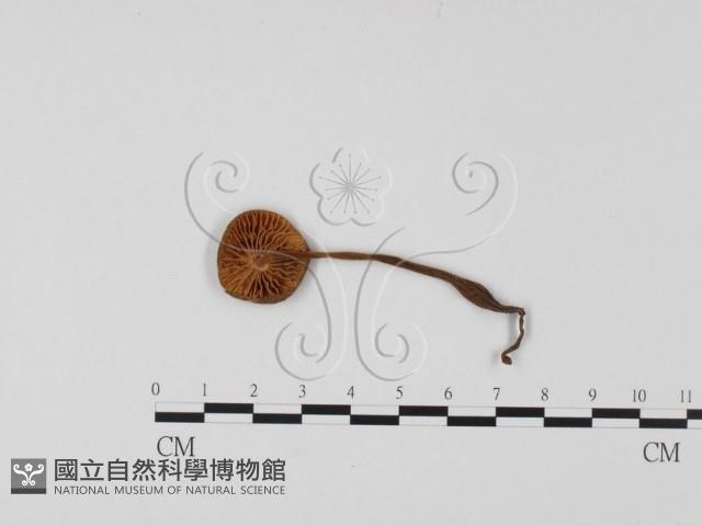 登錄號:F0025745藏品圖，第3張