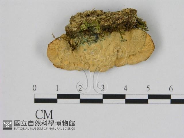 登錄號:F0015745藏品圖，第3張