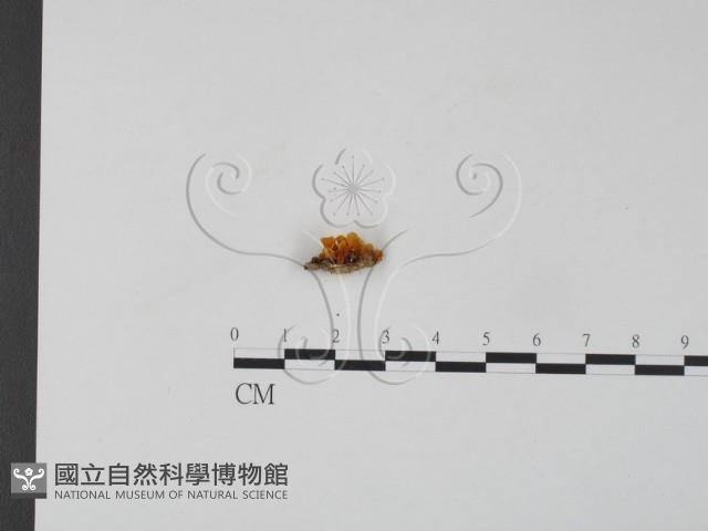 銀耳屬藏品圖，第3張