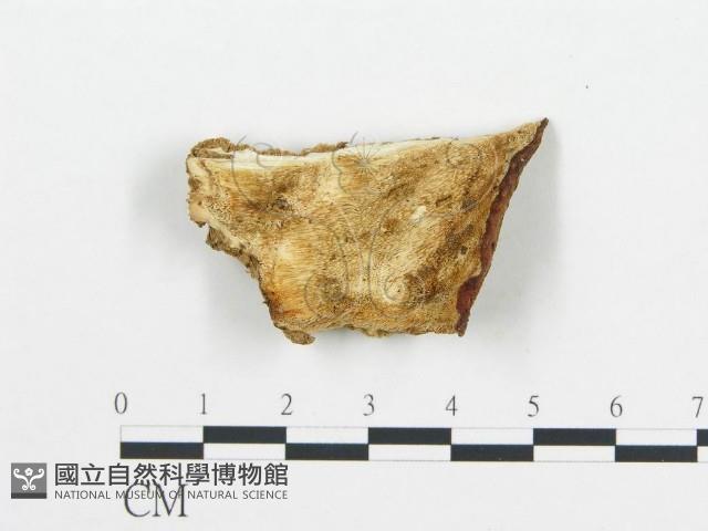 登錄號:F0019745藏品圖，第1張