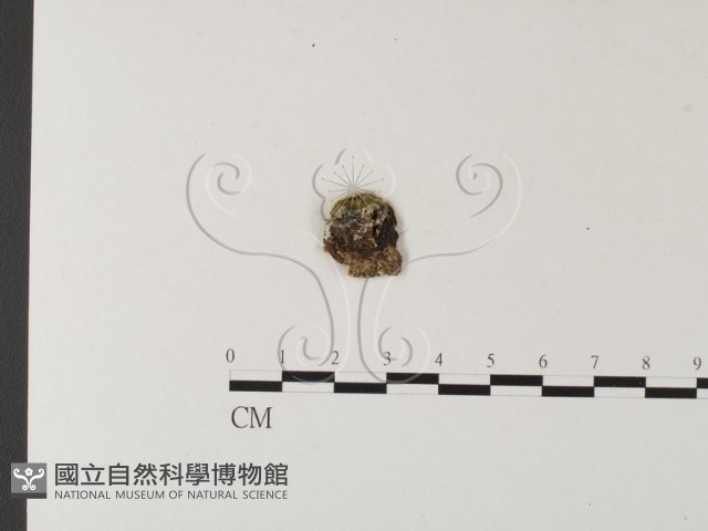 齒耳菌屬藏品圖，第3張