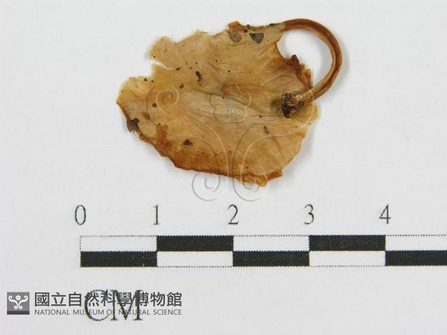 登錄號:F0003745藏品圖，第3張