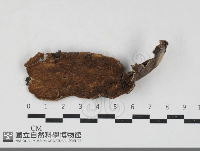 登錄號:F0033745藏品圖，第3張