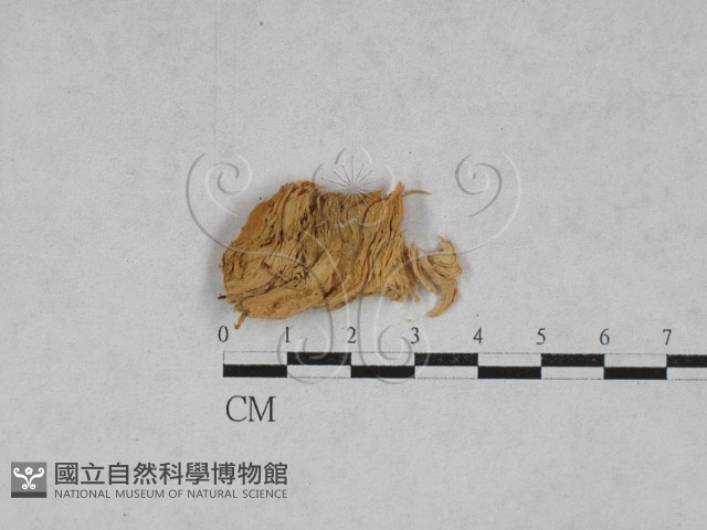 革墊菌屬藏品圖，第3張