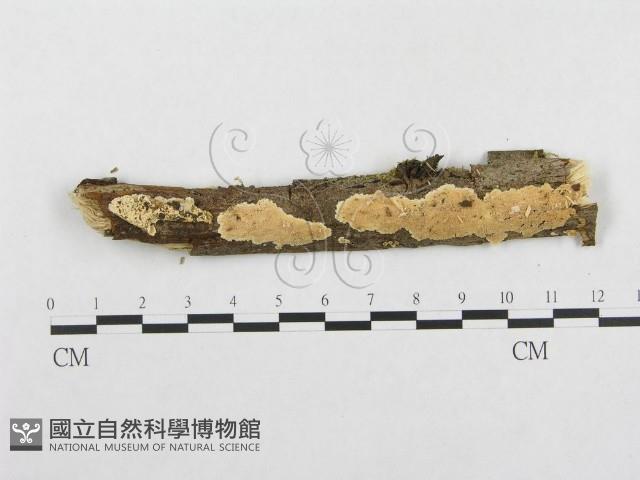 登錄號:F0000545藏品圖，第3張