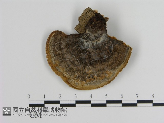 登錄號:F0010545藏品圖，第3張