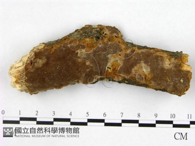 登錄號:F0001545藏品圖，第1張