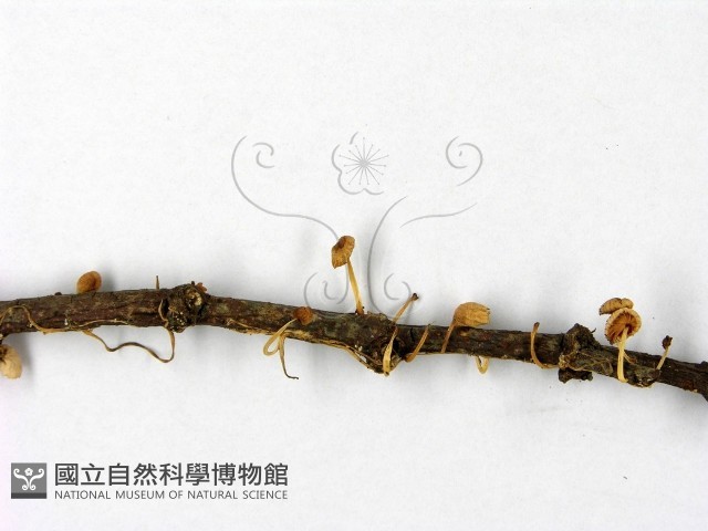 登錄號:F0014545藏品圖，第3張