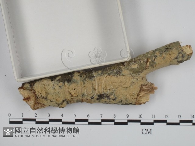 叉絲革菌屬藏品圖，第3張
