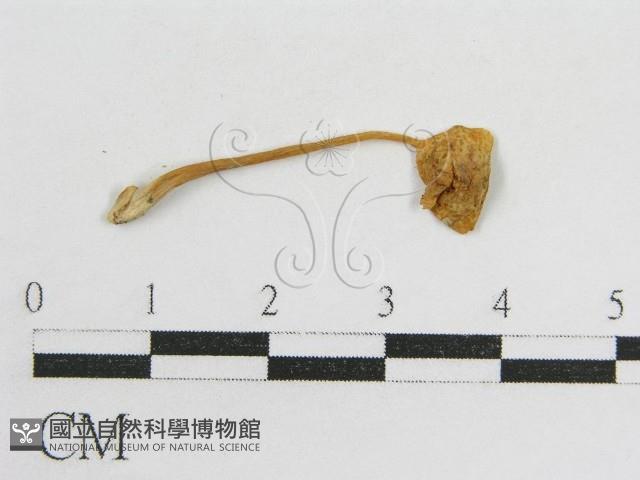 登錄號:F0012545藏品圖，第3張