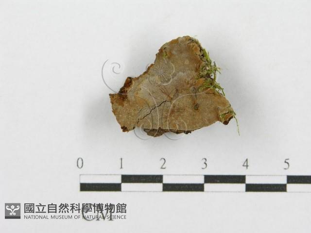 登錄號:F0017545藏品圖，第1張