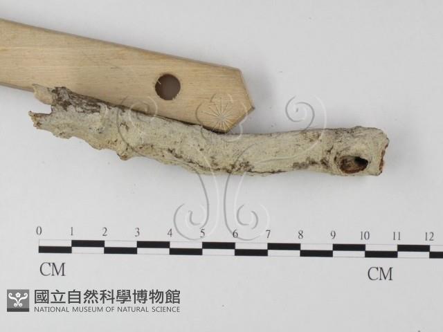 絲齒菌屬藏品圖，第3張