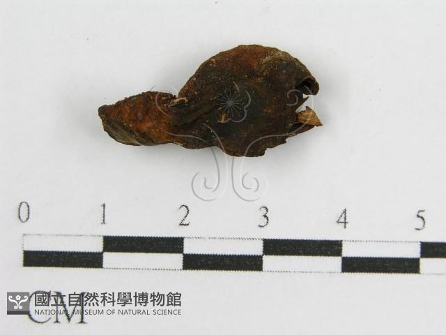 登錄號:F0005545藏品圖，第3張