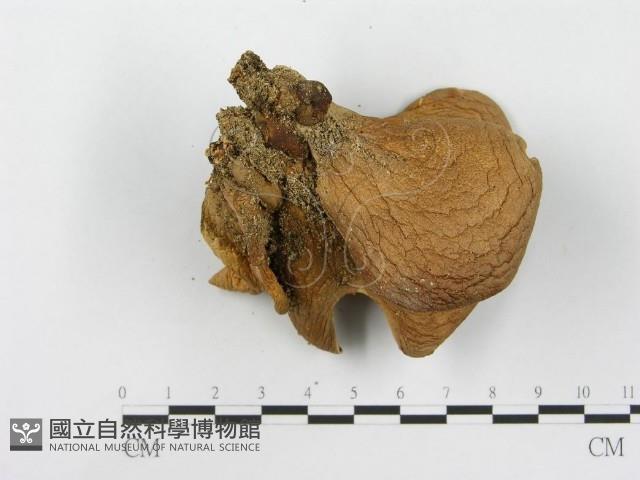 登錄號:F0003545藏品圖，第3張