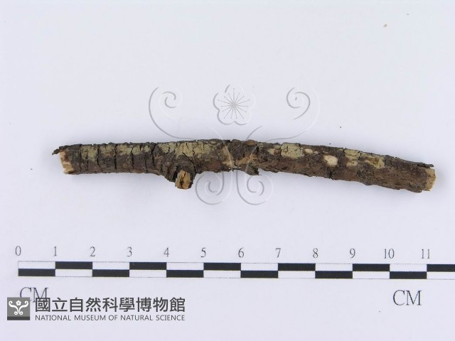 登錄號:F0013545藏品圖，第3張