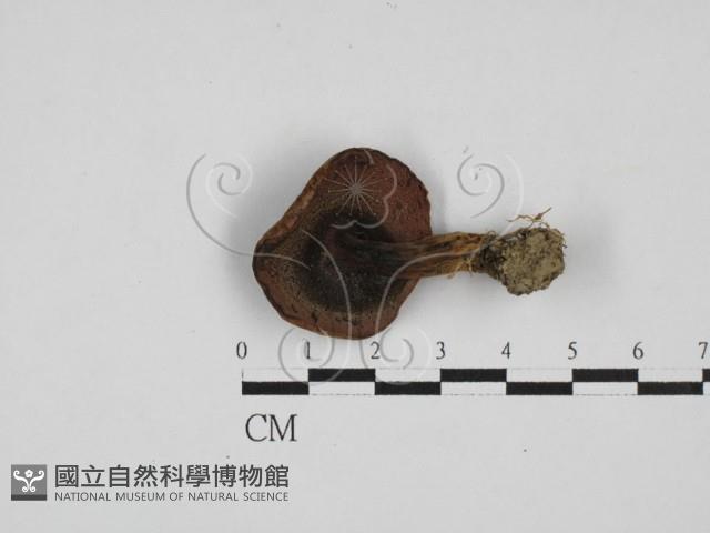 登錄號:F0028145藏品圖，第3張