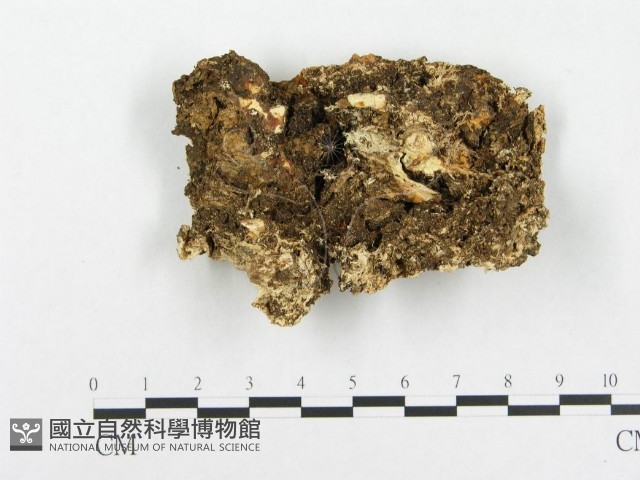 登錄號:F0008145藏品圖，第3張