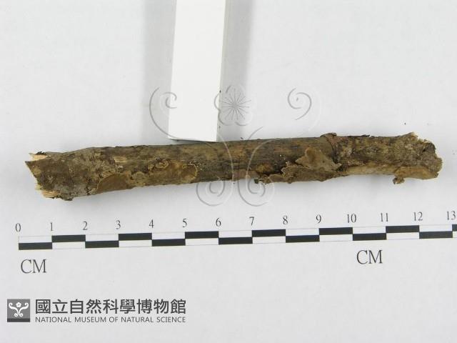 登錄號:F0000145藏品圖，第3張